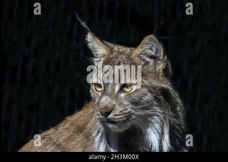 Lynx du Canada, chat sauvage nord-américain Banque D'Images