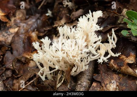 Champignon de corail à crête (Clavulina coralloides) sur le sol des bois pendant l'automne, au Royaume-Uni Banque D'Images