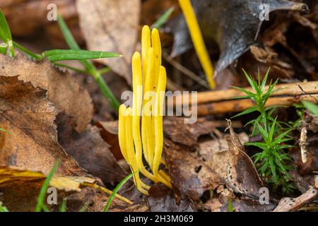 Clavulinopsis fusiformis, communément connu sous le nom de champignon de la broche dorée, ou club de fée en forme de broche, dans les bois pendant l'automne, au Royaume-Uni Banque D'Images