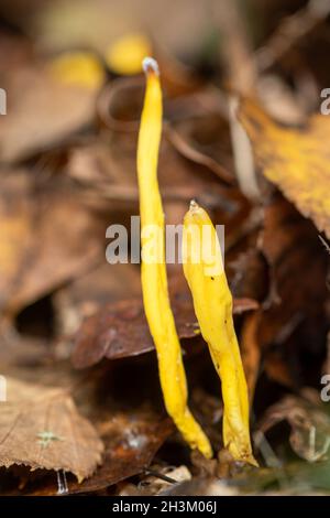 Clavulinopsis fusiformis, communément connu sous le nom de champignon de la broche dorée, ou club de fée en forme de broche, dans les bois pendant l'automne, au Royaume-Uni Banque D'Images