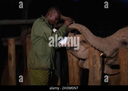 Un homme nourrit un jeune éléphant au refuge d'éléphants de Reteti le 18 août 2021 à Samburu, Kenya. Banque D'Images