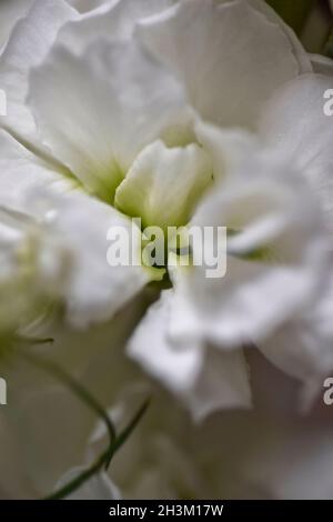 fleurs blanches Banque D'Images