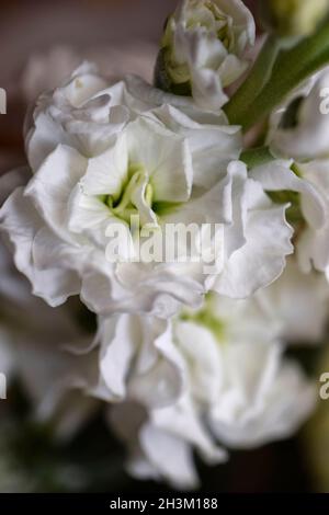 fleurs blanches Banque D'Images