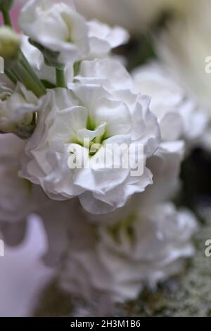 fleurs blanches Banque D'Images