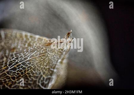 Physalis alkekengi, lanterne chinoise, squelette de la graine de graine Banque D'Images