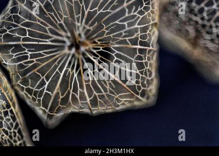 Physalis alkekengi, lanterne chinoise, squelette de la graine de graine Banque D'Images