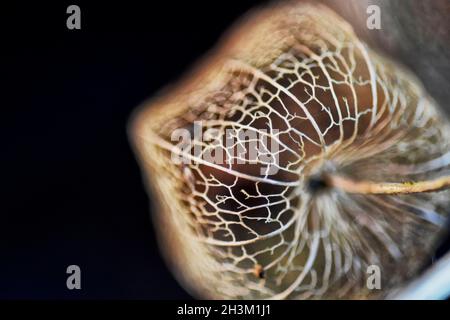 Physalis alkekengi, lanterne chinoise, squelette de la graine de graine Banque D'Images