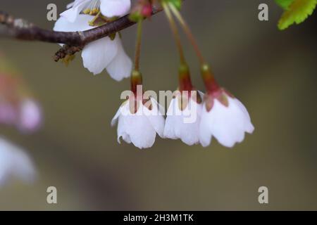 prunus incisa kojo-no-mai floraison Banque D'Images