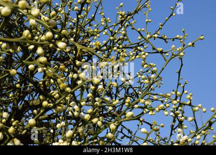 poncirus trifoliata, orange amère japonaise Banque D'Images