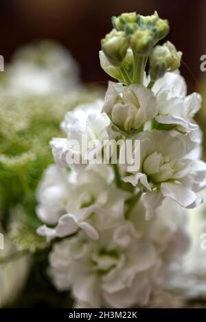 bouquet de fleurs blanc Banque D'Images