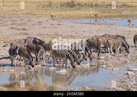 Le zèbre de Burchells ou le zèbre des plaines (Equus quagga) buvant au trou d'eau.Parc national d'Etosha, Namibie, Afrique Banque D'Images