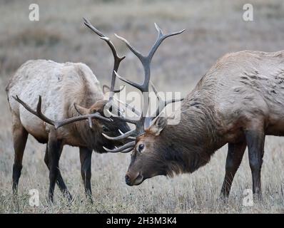 Jeunes wapitis (Wapiti), (Cervus canadensis) luttant pendant la boucle de la rut Minnewanka, parc national Banff, Alberta, Canada Banque D'Images