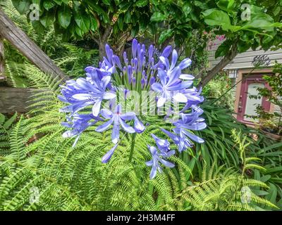 Agapanthus praecox bleu fleur de lis floraison, jardin botanique, San Francisco, Californie Banque D'Images