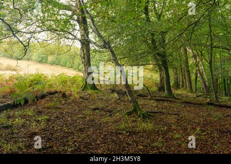 Le bord du bois de Mendip Lodge à Dolebury Warren sur les pentes nord des collines de Mendip au début de l'automne, Upper Langford, North Somerset, Angleterre. Banque D'Images