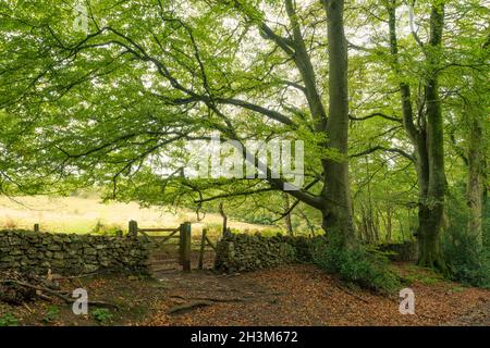 Le bord du bois de Mendip Lodge à Dolebury Warren sur les pentes nord des collines de Mendip au début de l'automne, Upper Langford, North Somerset, Angleterre. Banque D'Images