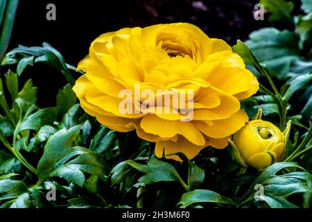Beauté en jaune Banque D'Images