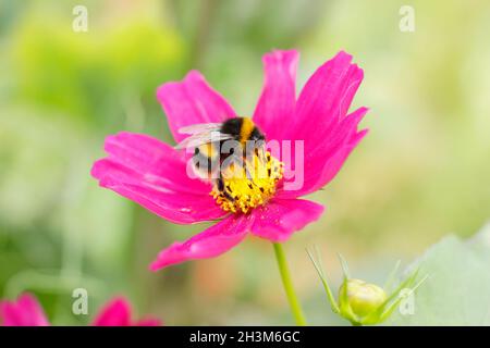 Abeille Bumble collectant le nectar et le pollen sur une fleur cosmos.Bombos sur Cosmos bipinnatus 'Candy Stripe', Banque D'Images