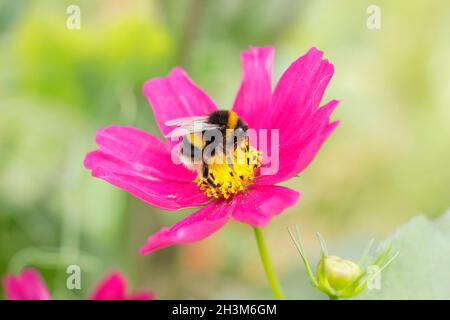 Abeille Bumble collectant le nectar et le pollen sur une fleur cosmos.Bombos sur Cosmos bipinnatus 'Candy Stripe', Banque D'Images