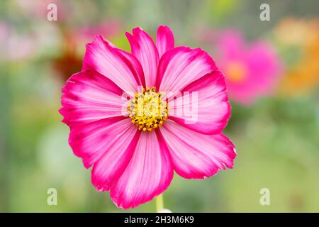 COSMOS bipinnatus 'Candy Stripe', un cosmos blanc aux touches roses profondes.ROYAUME-UNI Banque D'Images