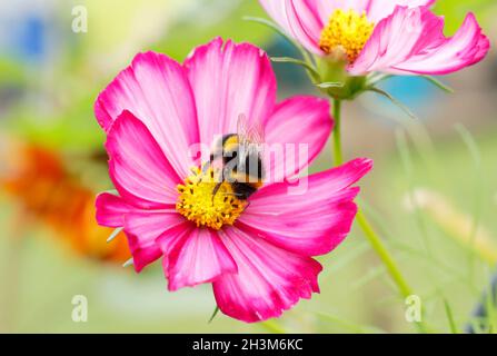 Abeille Bumble collectant le nectar et le pollen sur une fleur cosmos.Bombos sur Cosmos bipinnatus 'Candy Stripe', Banque D'Images