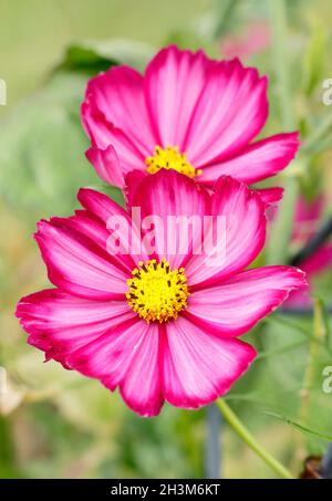 COSMOS bipinnatus 'Candy Stripe', un cosmos blanc aux touches roses profondes.ROYAUME-UNI Banque D'Images