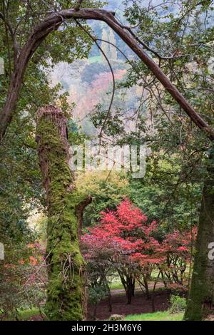 Variété d'arbres, dont des acer, des cerisiers et des érables dans un feu de couleur automnale, photographiés à l'arboretum de Winkworth, Surrey, Royaume-Uni. Banque D'Images
