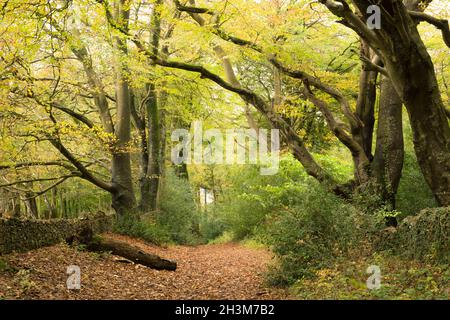 Un chemin de pont à travers des hêtres communs affichant leur couleur d'automne dans Mendip Lodge Wood à Dolebury Warren dans le paysage national de Mendip Hills, Somerset, Angleterre. Banque D'Images