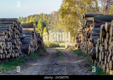 Pile d'épicéa en forêt.Une vue d'énormes piles de grumes. Banque D'Images