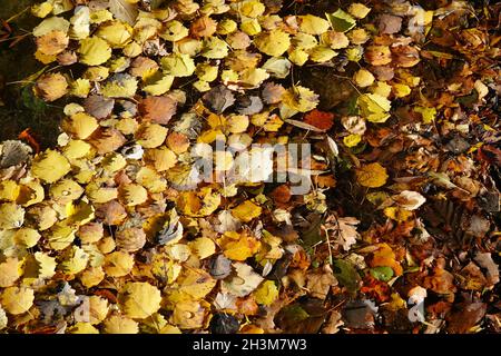 Les feuilles de peuplier faux-tremble jaune (Populus tremula) sont tombées de l'arbre directement dans le lac, formant un tapis jaune doré sur l'eau. Banque D'Images