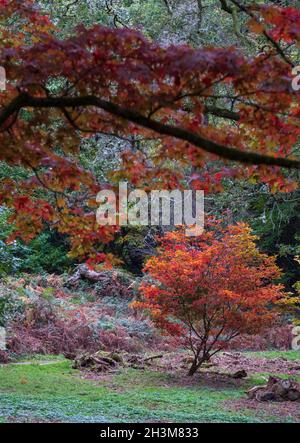 Variété d'arbres, dont des acer, des cerisiers et des érables dans un feu de couleur automnale, photographiés à l'arboretum de Winkworth, Surrey, Royaume-Uni. Banque D'Images