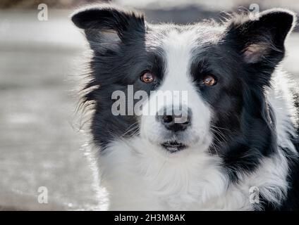 Photo d'une femme de 7 ans, collie à la frontière noire et blanche, prenant un repos le long de la voie express Tomei dans la préfecture de Shizuoka, au Japon. Banque D'Images