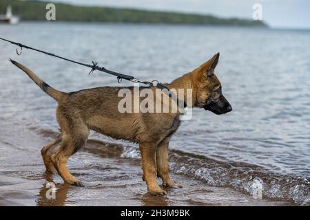 Un chiot Berger allemand de onze semaines jouant dans l'eau Banque D'Images