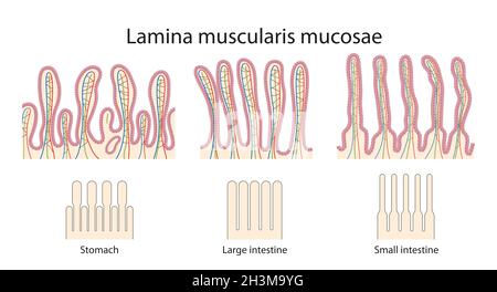 Différence de mucosae de l'estomac, petits et grands intestins différence de mucosae de l'estomac, petits et grands intestins Banque D'Images
