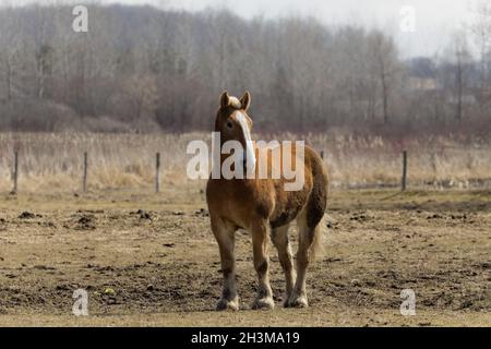 Cheval belge à fort tirant d'eau dans le corral Banque D'Images