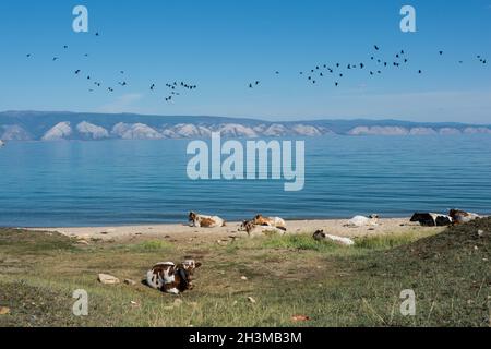 Bovins sur la rive ouest de l'île Olkhon, dans le lac Baikal.District d'Olkhonsky, oblast d'Irkoutsk, Russie Banque D'Images