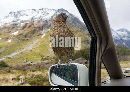 Kea bird sur un miroir de voiture en Nouvelle-Zélande, Milford Sounds Banque D'Images