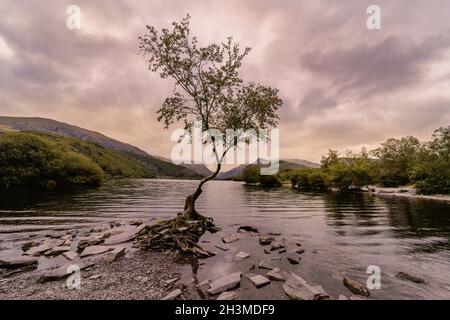 Le seul arbre à Llanberis, pays de Galles, sur Llyn Padarn. Banque D'Images