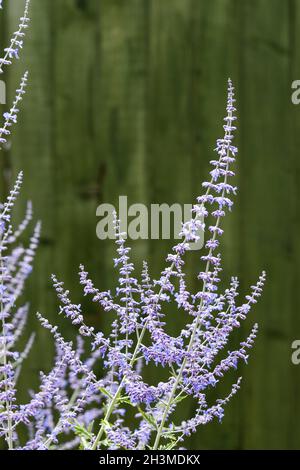 fleurs de sauge russe en été Banque D'Images