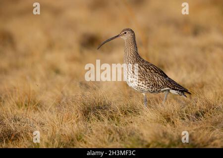 Un Courlis eurasien adulte (Numenius arquata) dans les aires de reproduction du nord de l'Angleterre au printemps Banque D'Images