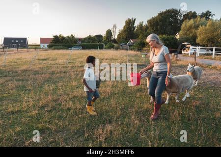 Femme âgée tenant le seau tout en regardant le petit-fils avec des moutons sur le terrain Banque D'Images