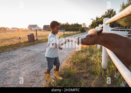 Garçon nourrissant la carotte à poney dans la clôture à la ferme Banque D'Images