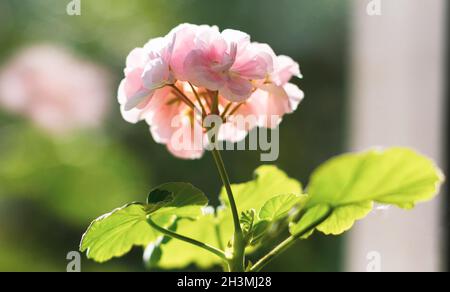 Tête de fleur de géranium rose parfumé sur la fenêtre. Banque D'Images