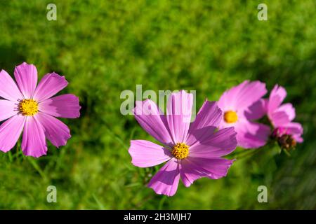 Fleur rose Kosmeya illuminée par le soleil, vue du côté de la tige de fleur. Banque D'Images