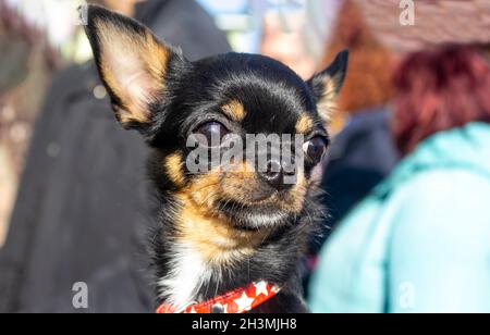 Gros plan de petit chien drôle mini chihuahua, chiot dans les bras d'un homme Banque D'Images