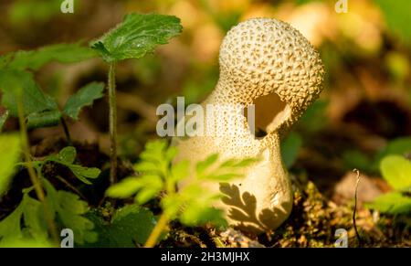 Imperméable aux champignons dans la forêt d'automne par temps ensoleillé Banque D'Images