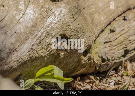 Le chipmunk de l'est est est une espèce de rongeurs vivant dans l'est de l'Amérique du Nord Banque D'Images