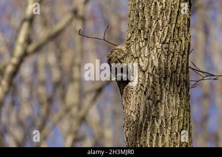 Oiseau. Chaque printemps, des éstarlings européens nichent dans les arbres des parcs de la ville du Wisconsin Banque D'Images