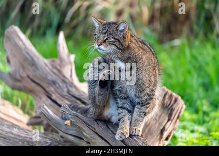 Un Wildcat écossais d'alerte (Felis silvestris) se frayait lui-même lorsqu'il est assis sur une branche d'arbres au British Wildlife Centre de Surrey, en Angleterre Banque D'Images