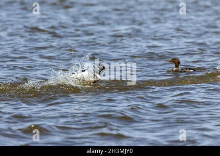 Merganser à la poitrine rouge nageant sur le lac Michigan. Banque D'Images