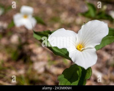 Fleur Trillium blanche sur le fond de la forêt : une fleur trillium blanche et brillante fleurit au soleil de printemps sur le fond de la forêt une autre grande fleur est en arrière-plan. Banque D'Images